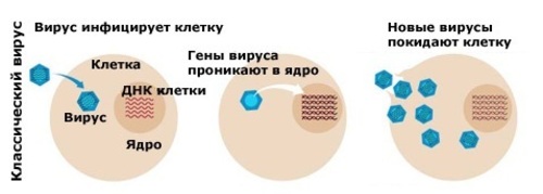 Как вирус проникает в клетку. Проникновение вируса в клетку. Вирус проникает в клетку. Проникновение ДНК вируса в клетку. Попадание вируса в клетку.